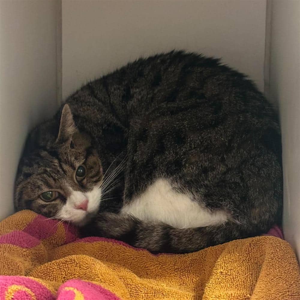 Valkarie, domestic shorthair for adoption in Ramsbottom