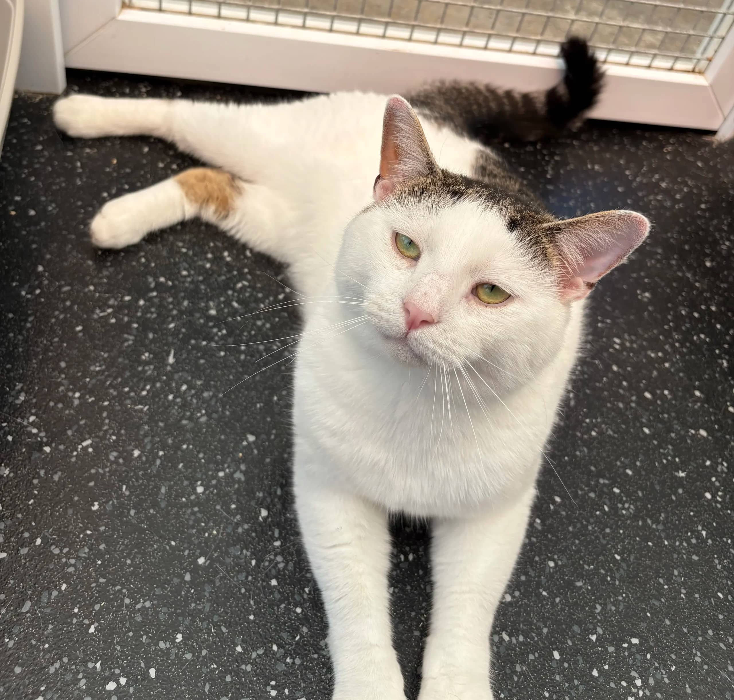 Patch, domestic cat for adoption in Brede