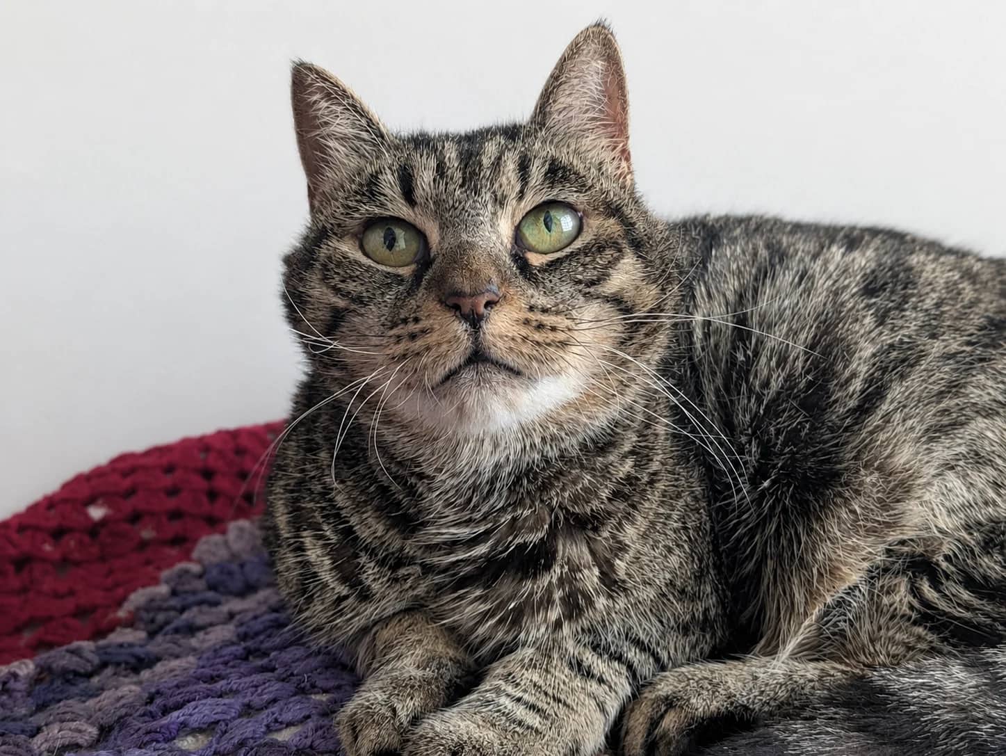 Debbie, domestic cat for adoption in London