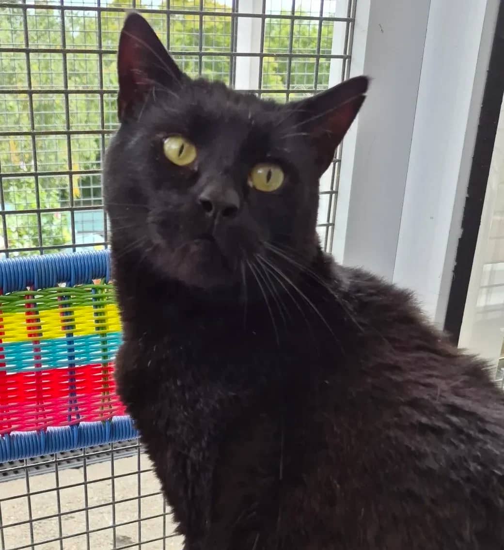 Harry Potter, domestic cat for adoption in Brede
