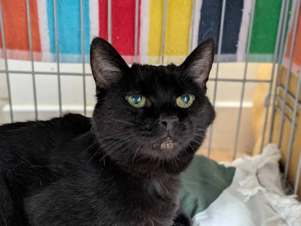 Marley, domestic cat for adoption in London