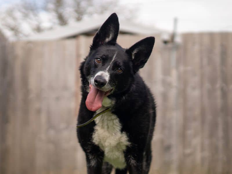 Ollie, photo 5