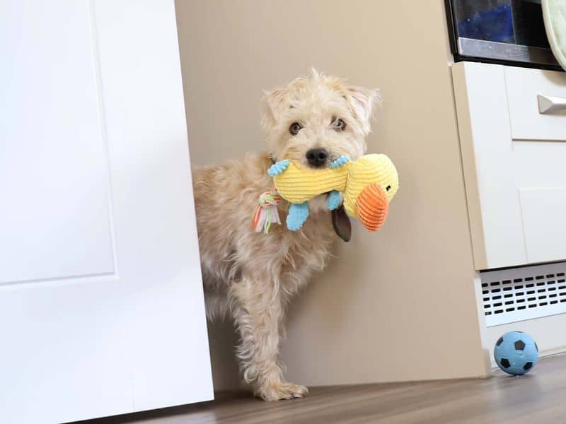 Teddy, photo 4