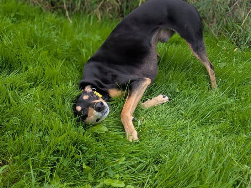 Liquorice Longlegs, photo 3
