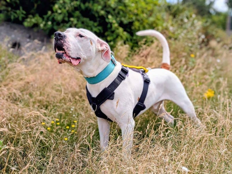 Maxi, photo 2