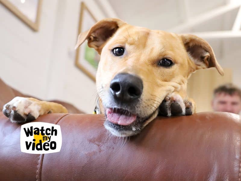 Nuche, lurcher cross for adoption in Leeds