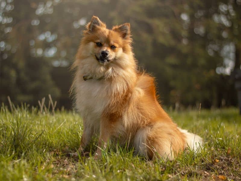 Coco, photo 3