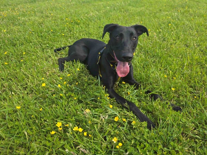 Lenny Longlegs, photo 5