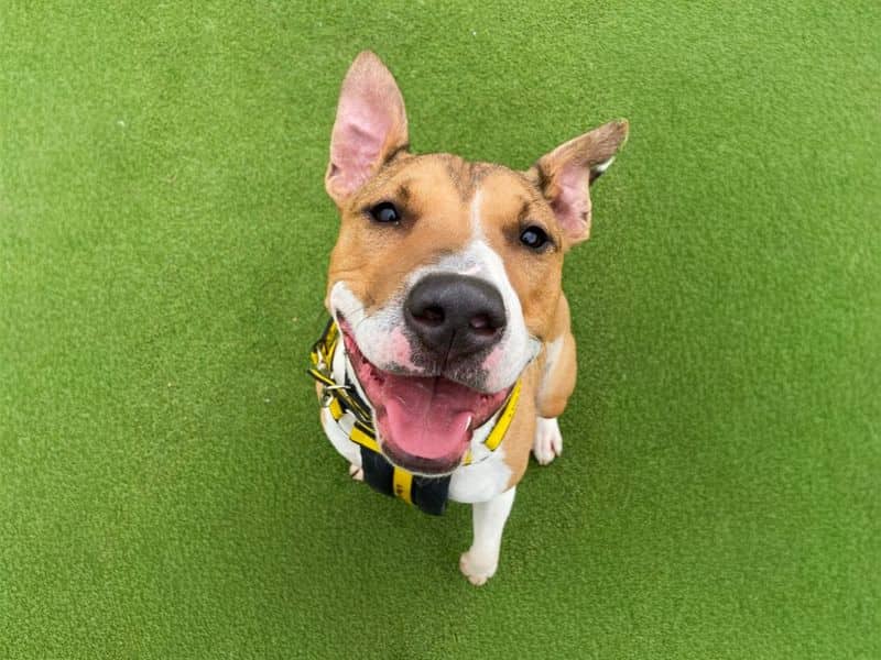 Jax, bull terrier cross for adoption in Wickford