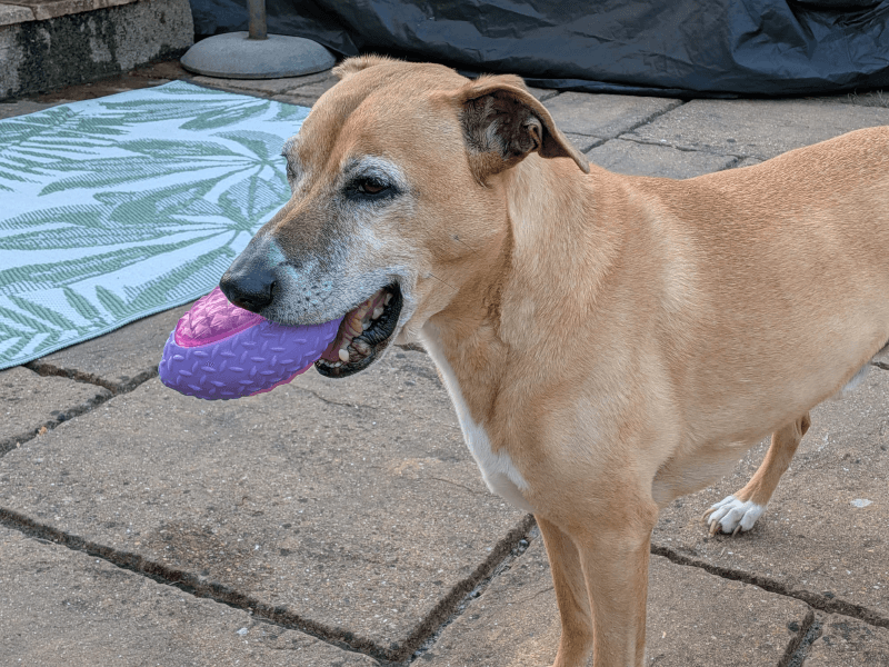 Buddy, photo 6