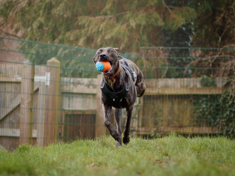 Zack, photo 3