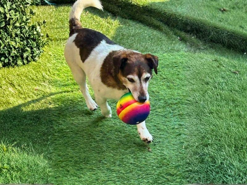 Max, photo 4