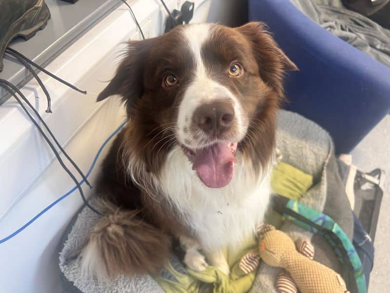 Sammy, photo 3