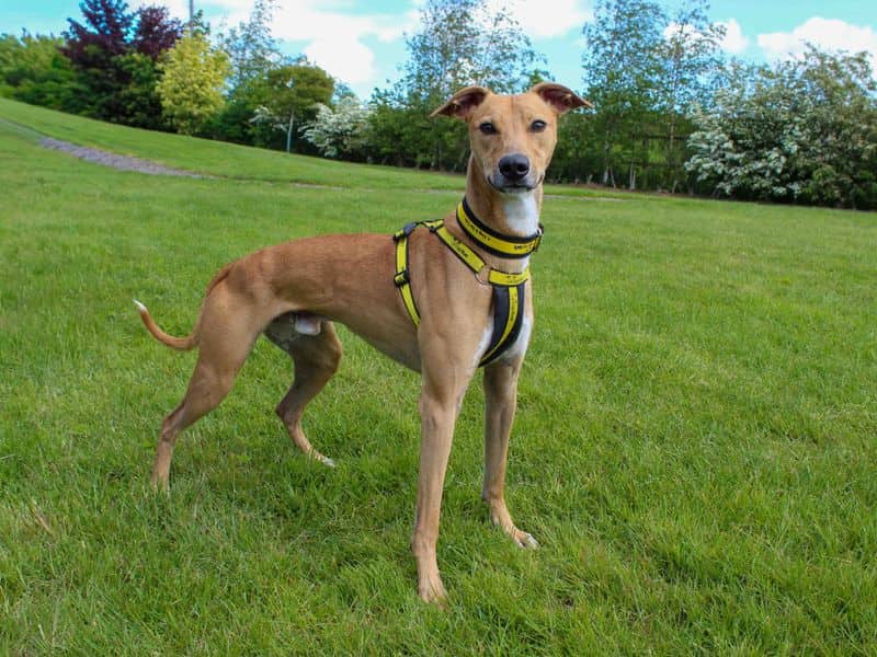 Bailey, photo 3