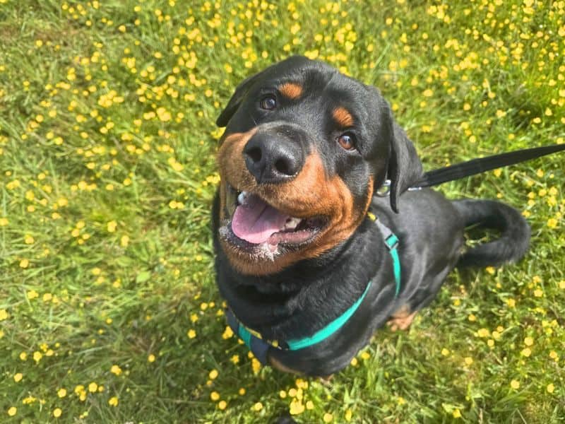 Reggie, rottweiler for adoption in Newton Tony