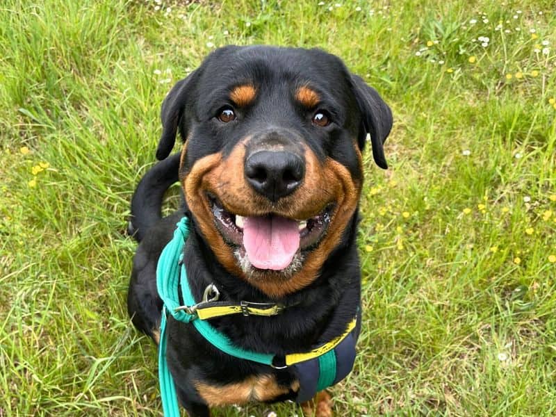 Reggie, photo 4