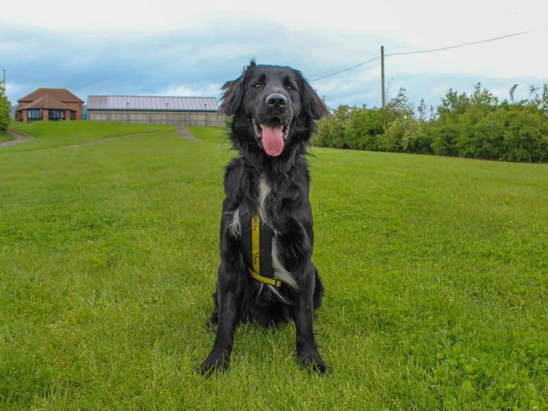 Jack, photo 5