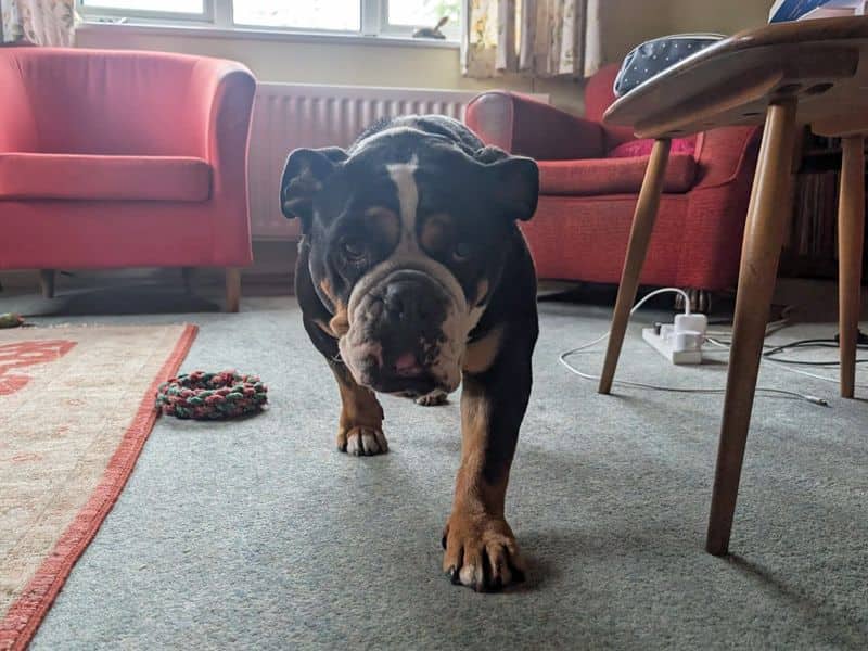 Hetty, photo 6