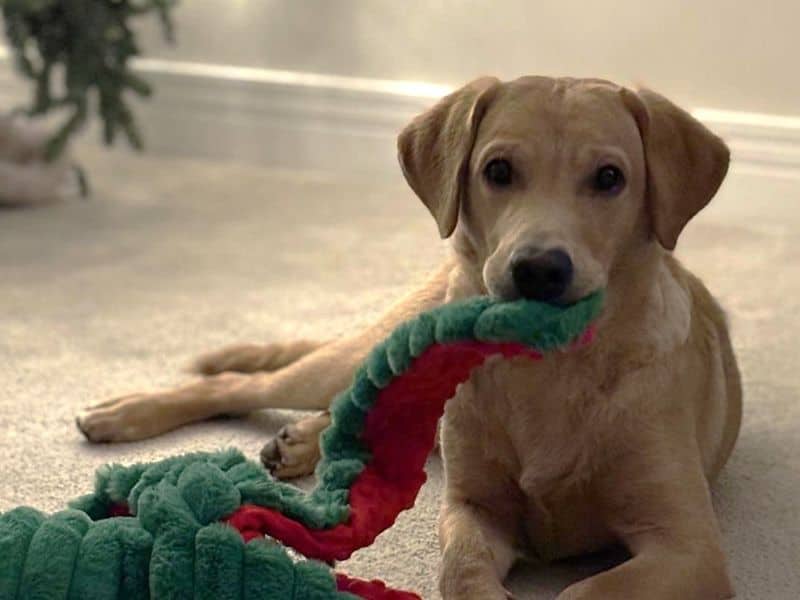 Dexter, photo 6