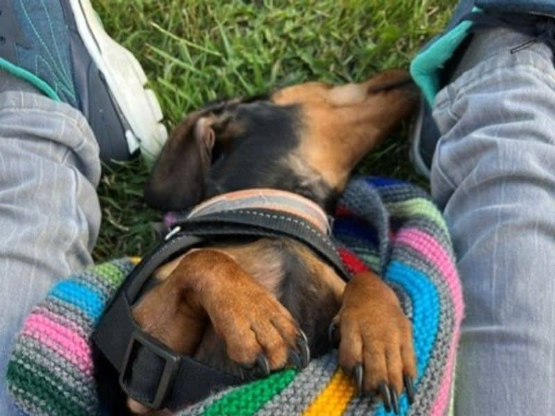 Dolly Daxi, photo 5