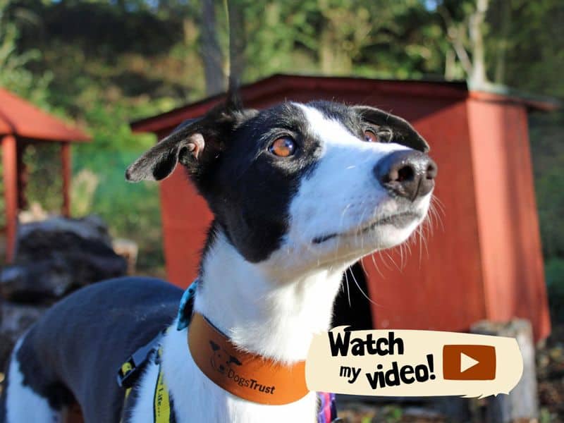 Milo, lurcher for adoption in Huyton