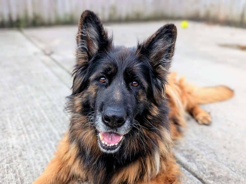 Rae, german shepherd dog for adoption in Cardiff (photo 1 of 10)