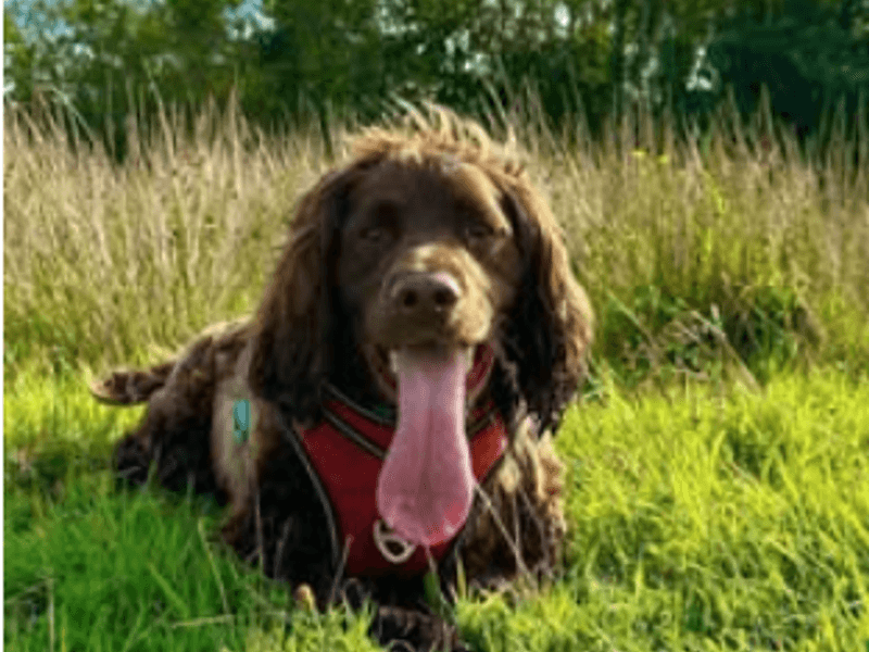 Alfie, photo 5