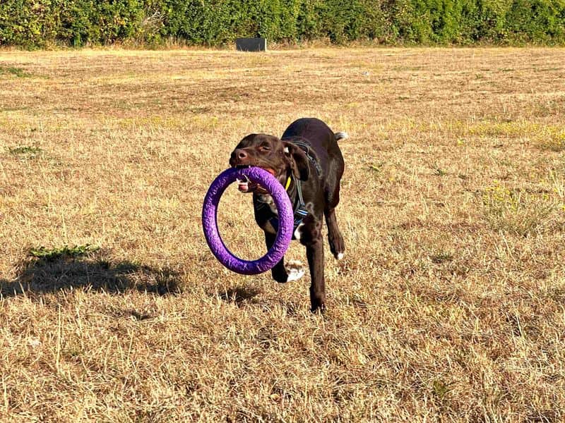 Milo, photo 2
