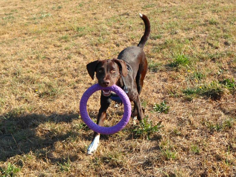 Milo, photo 3