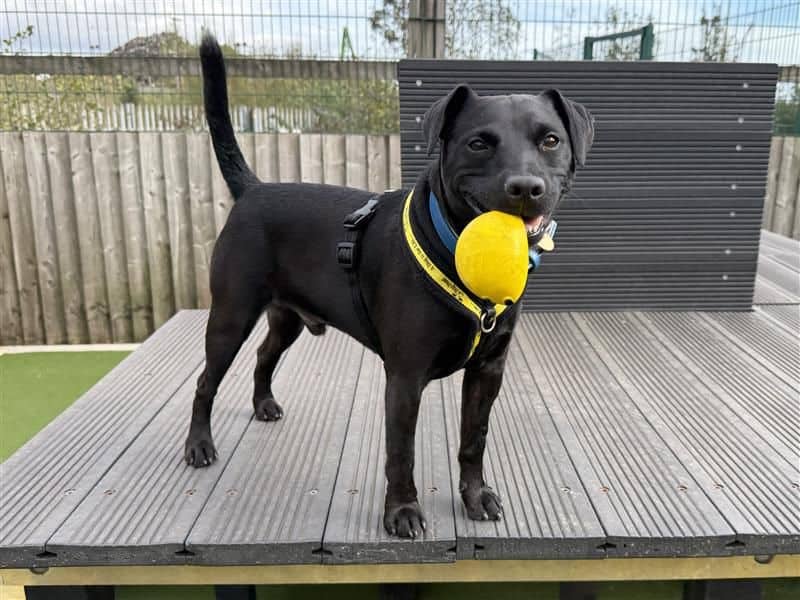 Max, patterdale terrier for adoption in Cardiff (photo 1 of 11)