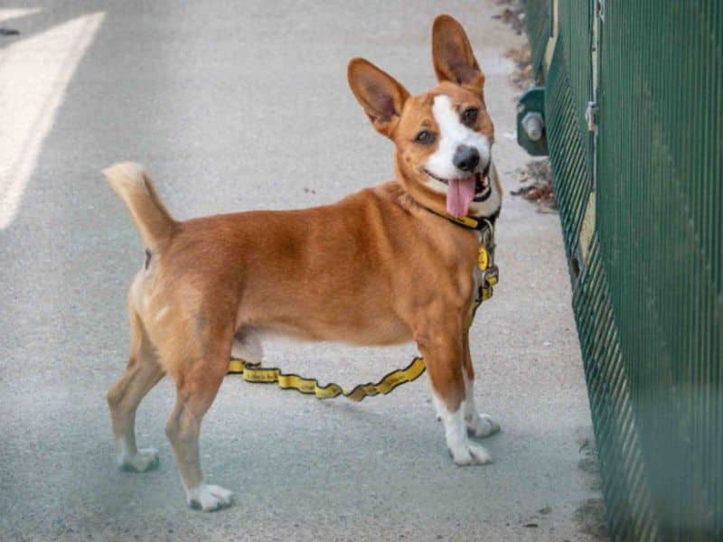 Rusty, photo 3