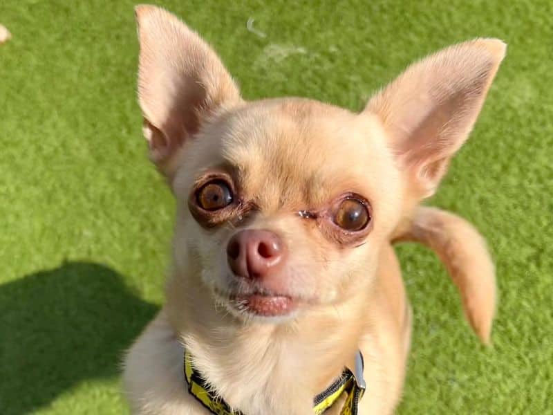 Tallulah, smooth coat chihuahua for adoption in London