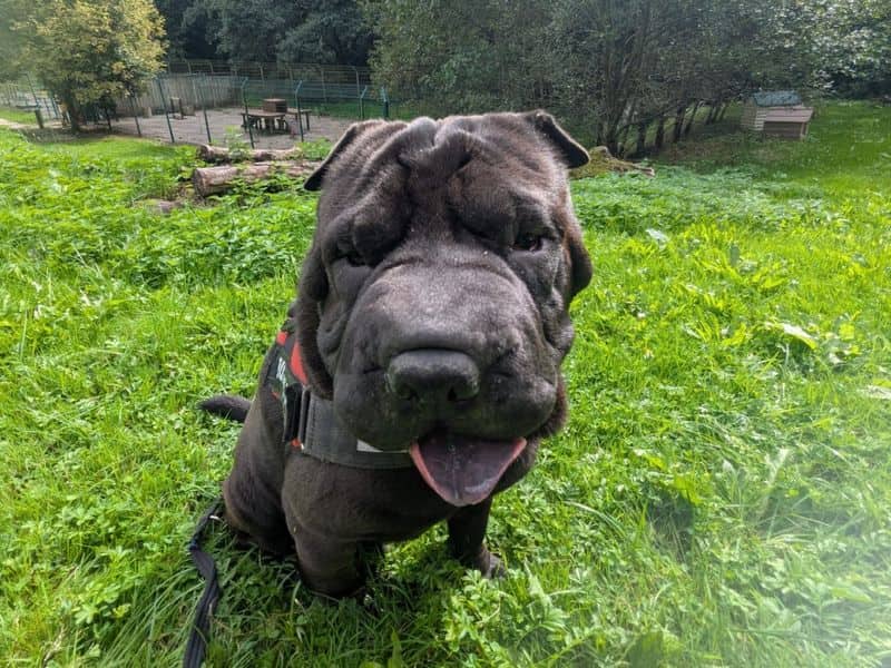 Typhus, photo 4