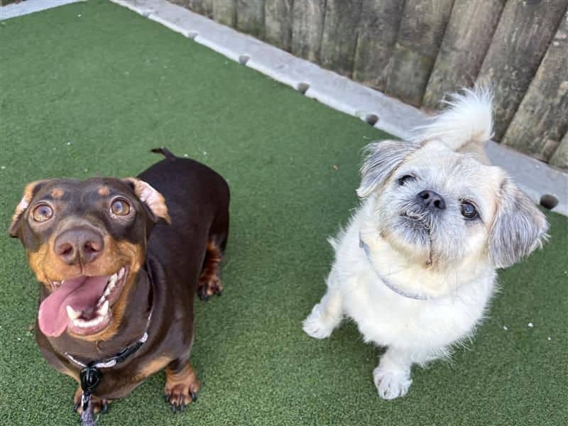 Betty & Fable, photo 2