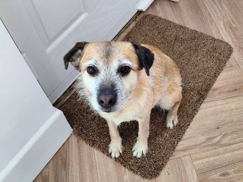 Lola, bedlington terrier cross for adoption in Newton Tony (photo 1 of 2)