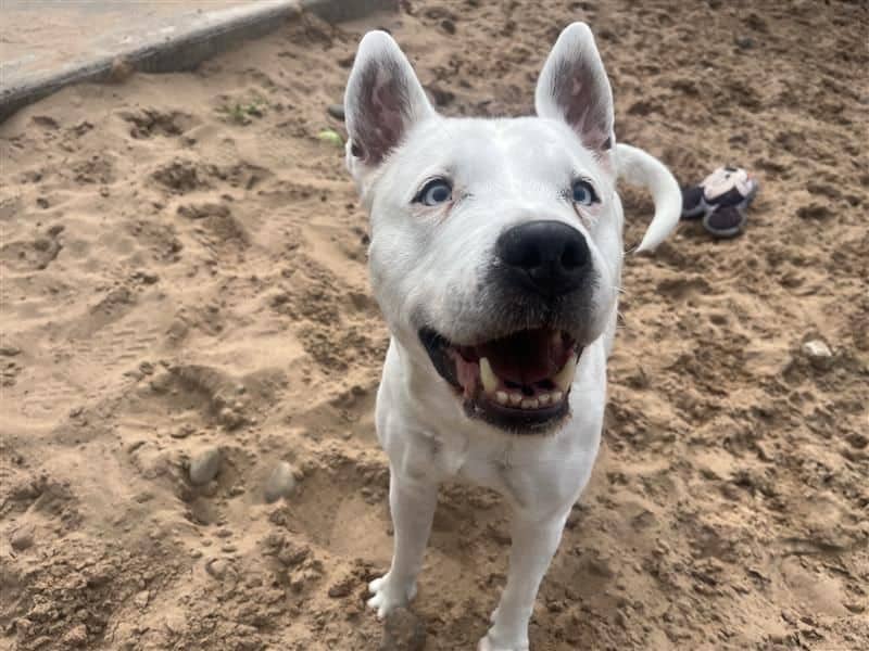 Blue, bull terrier cross for adoption in Cardiff (photo 1 of 6)