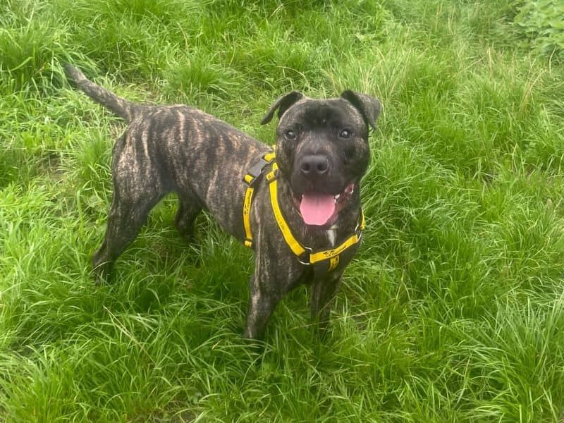 Teddy, staffordshire bull terrier for adoption in Telford