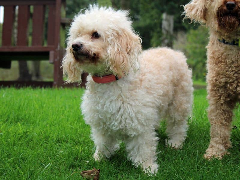 Daisy, photo 2
