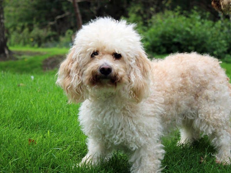 Daisy, photo 3