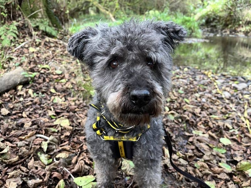 Pixie, hungarian pumi for adoption in Ilfracombe