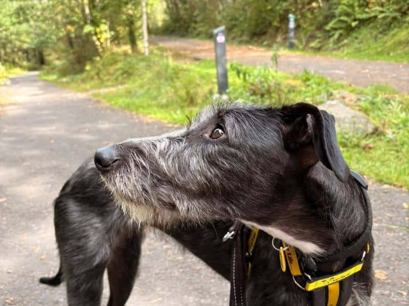 Saffy, photo 3