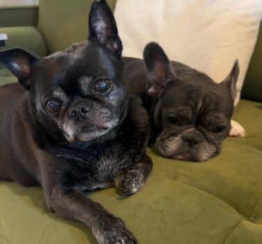 Popcorn & Karl, french bulldog for adoption in Blidworth