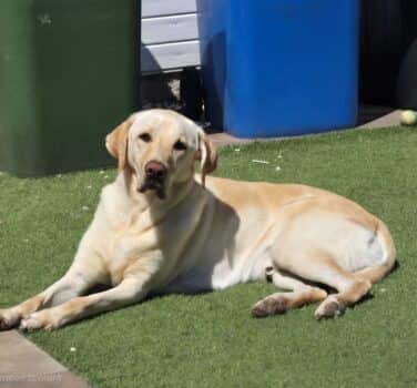 Zeus, labrador retriever for adoption in Blidworth