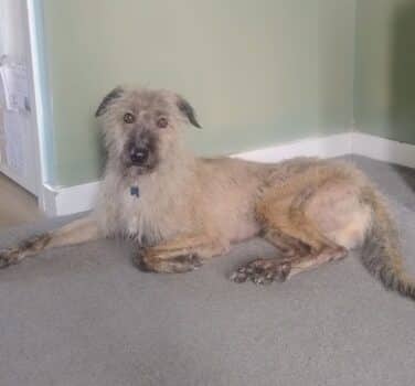 Bodger, lurcher for adoption in Blidworth