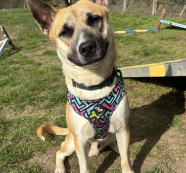 Kenji, crossbreed for adoption in Blidworth