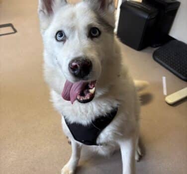 Misty, husky for adoption in Blidworth