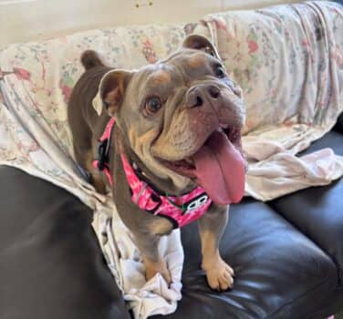 Ivy, bulldog cross for adoption in Blidworth