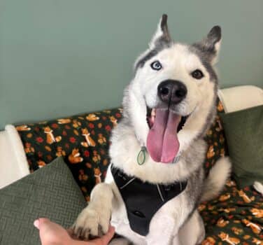 Shadow, husky for adoption in Blidworth