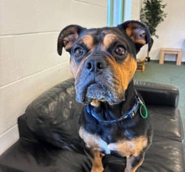 Nix, beagle cross for adoption in Blidworth