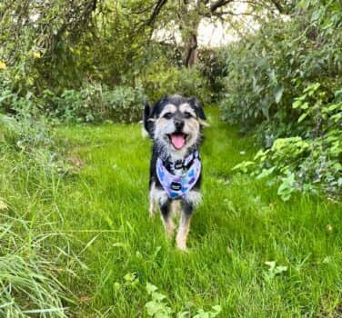 Mary-Alice, terrier cross for adoption in Broughton